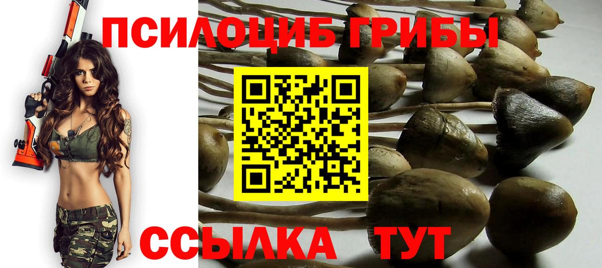 Псилоцибиновые грибы Cubensis Лениногорск